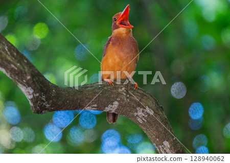 在深綠色中格外醒目的深紅色－琉球翠鳥－ 128940062