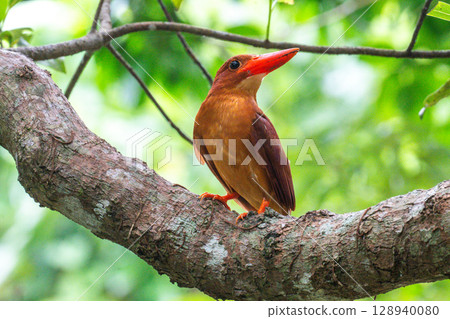 The crimson color that stands out against the deep green - the Ryukyu Kingfisher - 128940080