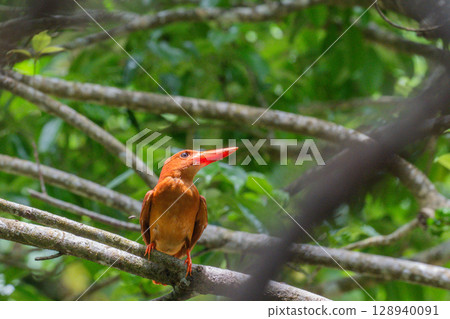 在深綠色中格外醒目的深紅色－琉球翠鳥－ 128940091