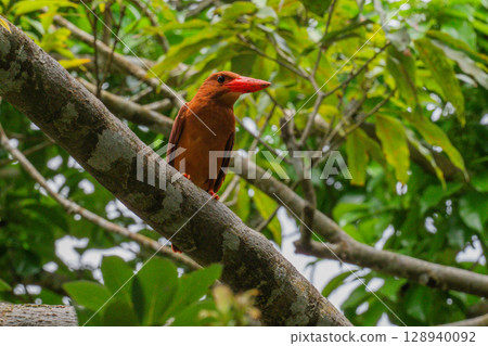 在深綠色中格外醒目的深紅色－琉球翠鳥－ 128940092