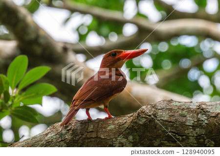 在深綠色中格外醒目的深紅色－琉球翠鳥－ 128940095