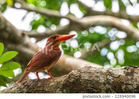 The crimson color that stands out against the deep green - the Ryukyu Kingfisher - 128940096