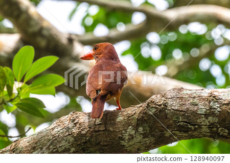 The crimson color that stands out against the deep green - the Ryukyu Kingfisher - 128940097