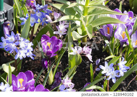 First spring flowers snowdrops and crocuses. 128940102