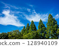 Metasequoia trees shining against the blue sky 128940109