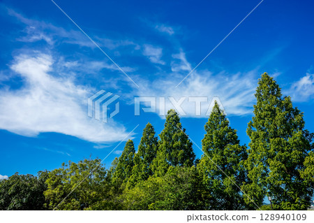 Metasequoia trees shining against the blue sky Metasequoia trees shining against the blue sky 128940109