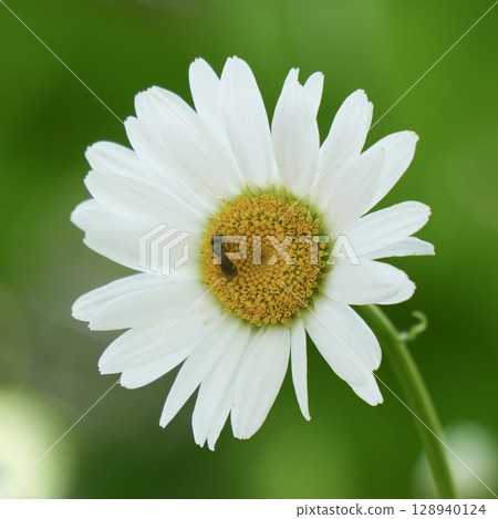可愛的瑪格麗特花和一隻吸花蜜的蜜蜂 可愛的瑪格麗特花和一隻吸花蜜的蜜蜂 128940124