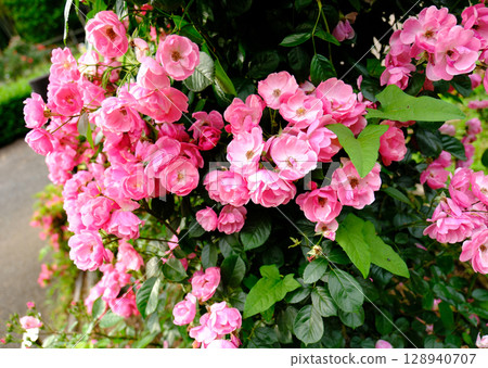 Pink beautiful roses 128940707