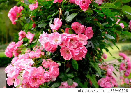 Pink beautiful roses 128940708
