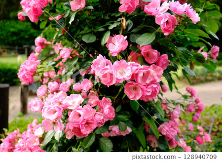 Pink beautiful roses 128940709