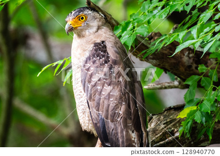 Guardian of the Forest - Crested Eagle - Guardian of the Forest - Crested Eagle - 128940770