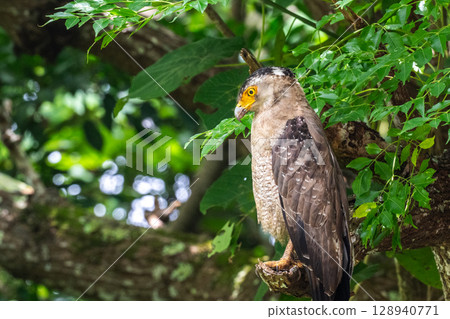 Guardian of the Forest - Crested Eagle - 128940771