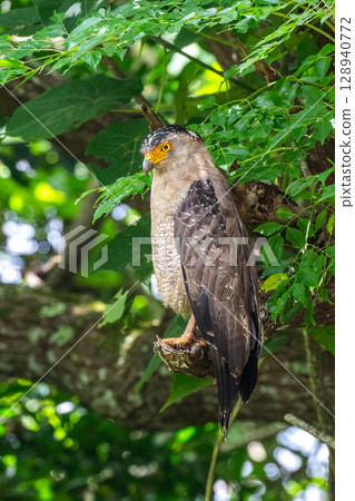 Guardian of the Forest - Crested Eagle - 128940772