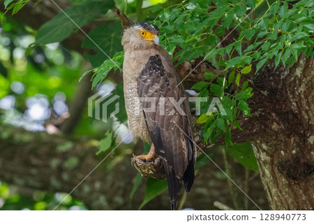 Guardian of the Forest - Crested Eagle - Guardian of the Forest - Crested Eagle - 128940773