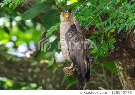 Guardian of the Forest - Crested Eagle - Guardian of the Forest - Crested Eagle - 128940776