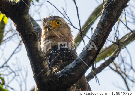 Guardian of the Forest - Crested Eagle - 128940780