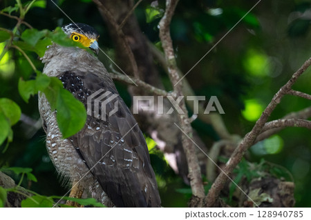 森林守護者-鳳頭鷹- 128940785