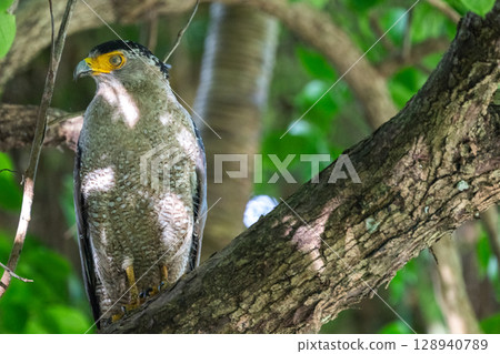 Guardian of the Forest - Crested Eagle - Guardian of the Forest - Crested Eagle - 128940789