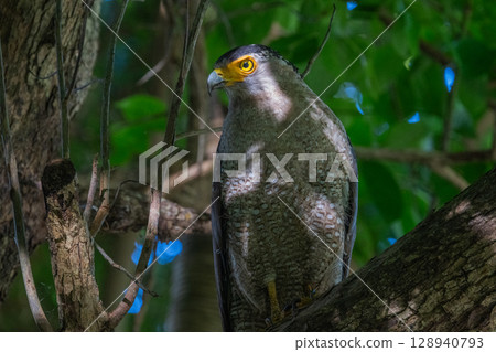 森林守護者-鳳頭鷹- 森林守護者-鳳頭鷹- 128940793