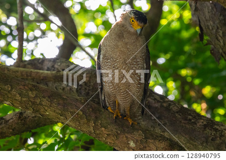 Guardian of the Forest - Crested Eagle - 128940795