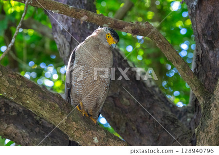 Guardian of the Forest - Crested Eagle - Guardian of the Forest - Crested Eagle - 128940796