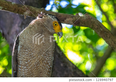 Guardian of the Forest - Crested Eagle - 128940797