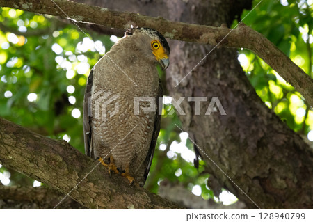 Guardian of the Forest - Crested Eagle - Guardian of the Forest - Crested Eagle - 128940799