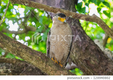 Guardian of the Forest - Crested Eagle - Guardian of the Forest - Crested Eagle - 128940802