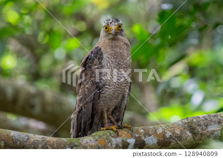 Guardian of the Forest - Crested Eagle - Guardian of the Forest - Crested Eagle - 128940809