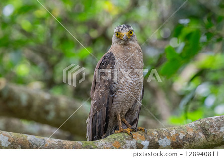 森林守護者-鳳頭鷹- 128940811
