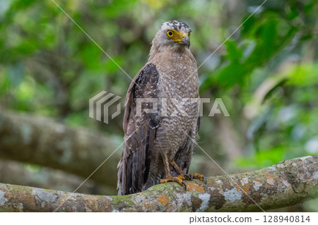 Guardian of the Forest - Crested Eagle - Guardian of the Forest - Crested Eagle - 128940814