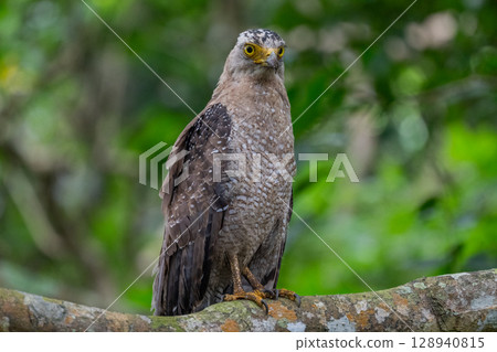 Guardian of the Forest - Crested Eagle - Guardian of the Forest - Crested Eagle - 128940815