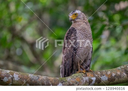 Guardian of the Forest - Crested Eagle - 128940816