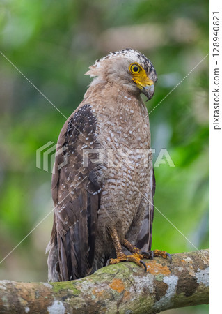 Guardian of the Forest - Crested Eagle - 128940821