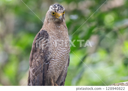 Guardian of the Forest - Crested Eagle - 128940822