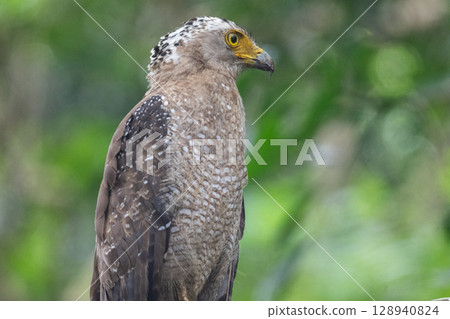 Guardian of the Forest - Crested Eagle - Guardian of the Forest - Crested Eagle - 128940824