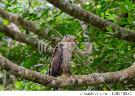 Guardian of the Forest - Crested Eagle - 128940825