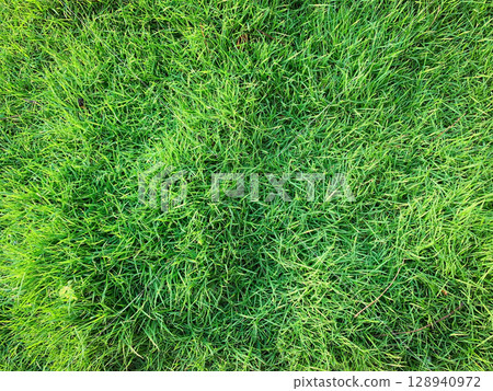 green grass background, Focus on the surface of the lawn green, Green grass texture background Top view of bright grass garden Idea concept used for making green backdrop, lawn for training football. green grass background, Focus on the surface of the lawn green, Green grass texture background Top view of bright grass garden Idea concept used for making green backdrop, lawn for training football. 128940972
