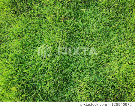 green grass background, Focus on the surface of the lawn green, Green grass texture background Top view of bright grass garden Idea concept used for making green backdrop, lawn for training football. 128940973