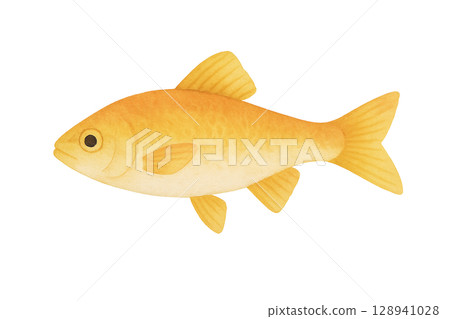 金鯉插圖素材 金鯉插圖素材 128941028