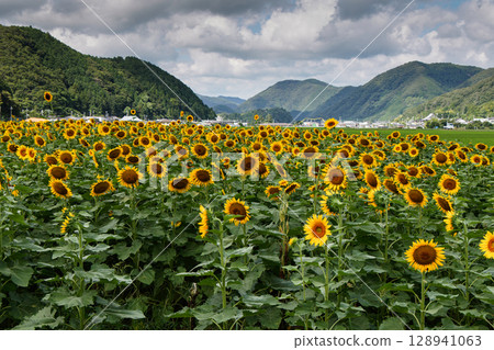 向日葵田 2025 01 128941063