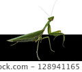 Green praying mantis on a black and white background. Close up of insect in defensive pose 128941165