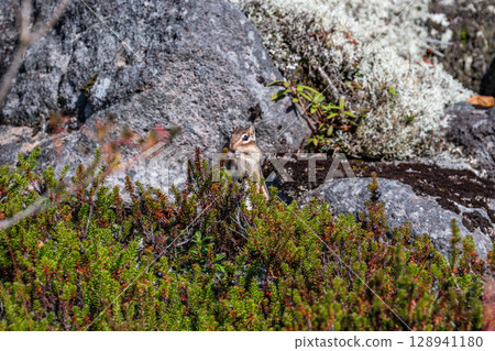 Chipmunk's munching time - Lake Shikaribetsu, Hokkaido - 128941180