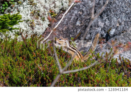 花栗鼠的咀嚼時間 - 北海道然別湖 - 128941184