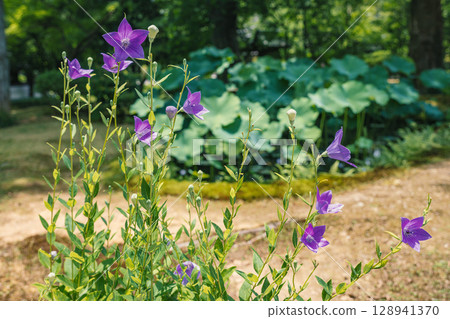 Bellflowers blooming along the approach to Koryuji Temple in Kyoto 128941370