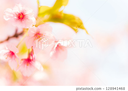 櫻花/春天的形象 128941468