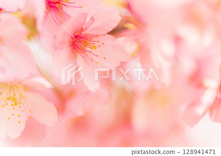 Cherry blossoms/spring image 128941471