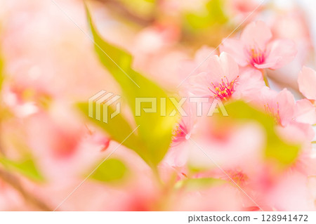 Cherry blossoms/spring image Cherry blossoms/spring image 128941472