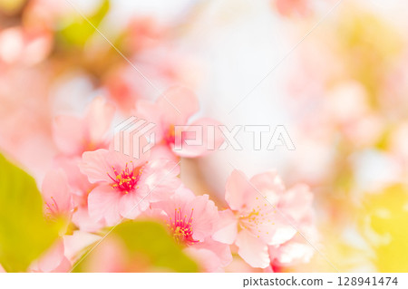 櫻花/春天的形象 128941474
