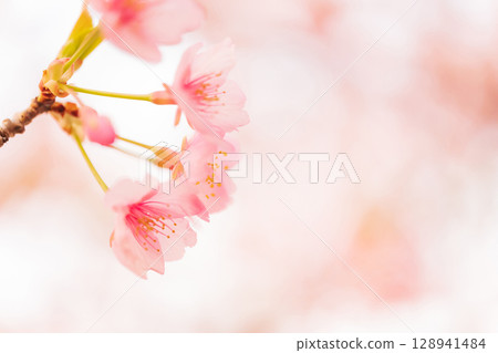 Cherry blossoms/spring image Cherry blossoms/spring image 128941484